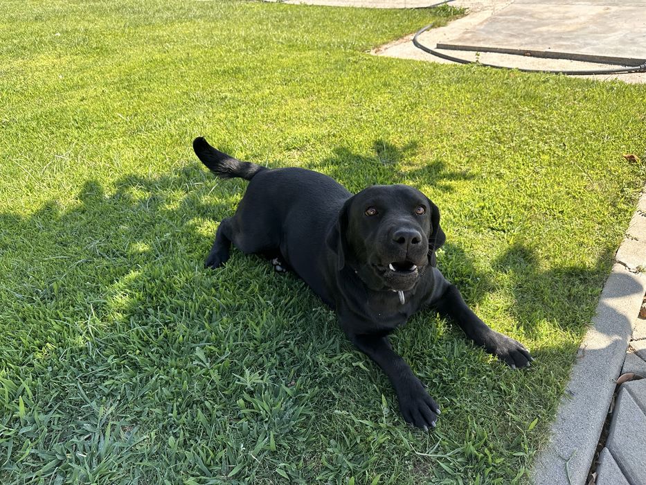 Labrador Retriever LOP e Afixo - castanho