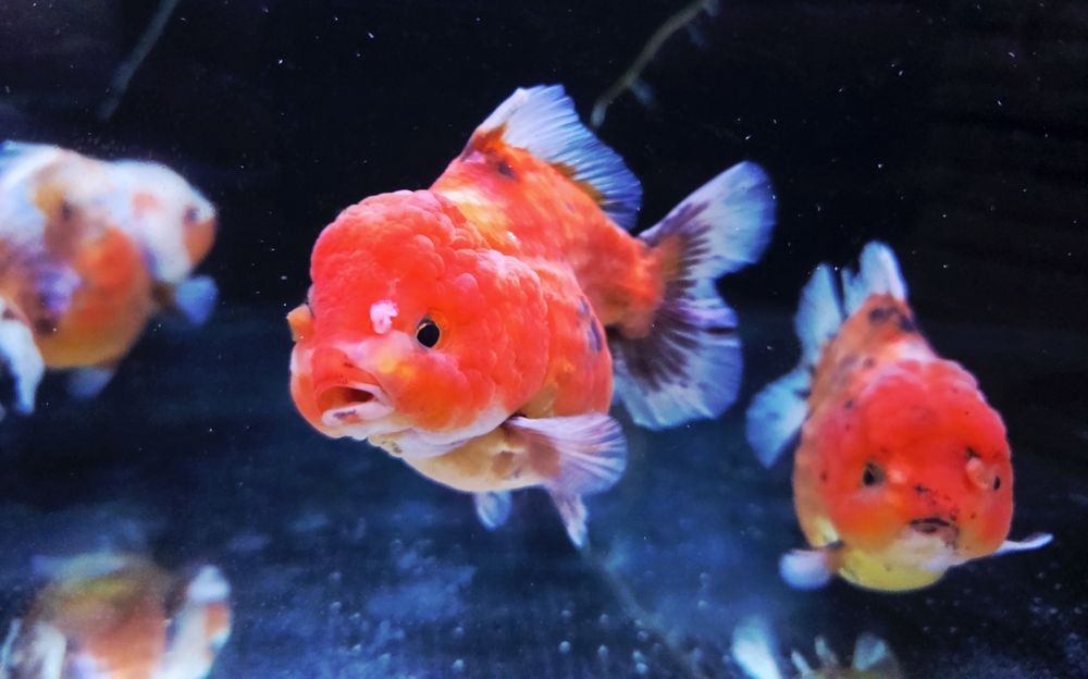 Welonki/ welonka gold fish short tail sakura
