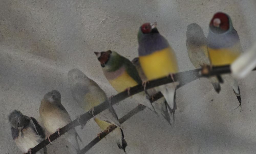 Diamantes de gould