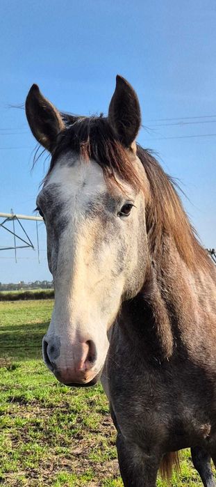 Poldro PSL com grande presença