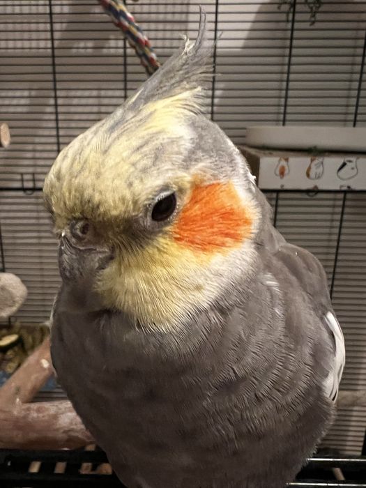 Sprzedam nimfę (korellę) – samiec, 2 lata