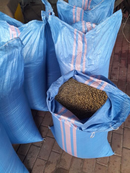 Sprzedam owies paszowy