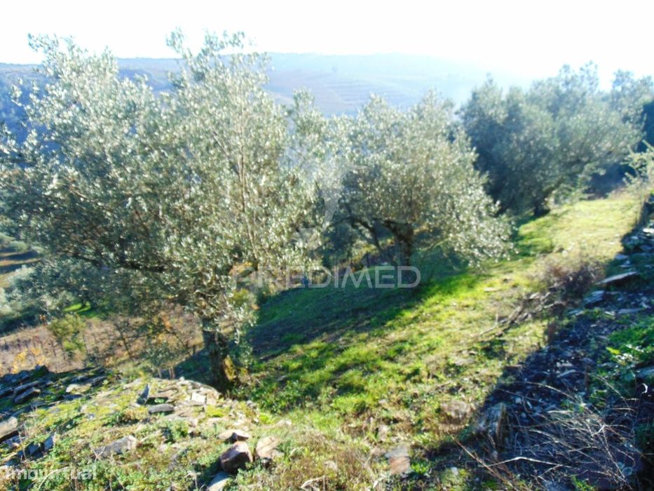 Rustic Land / Olive Grove in Abaças - Vila Real