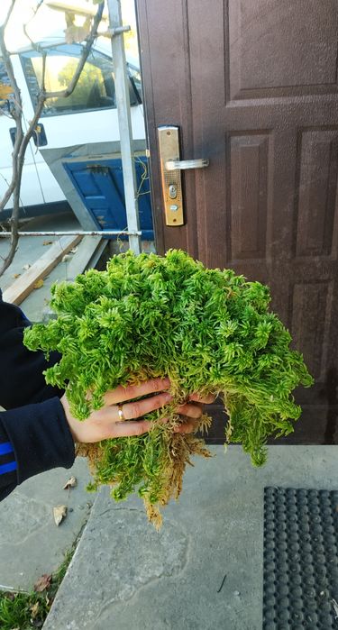 Сфагнум мох живий спагмосс жирний пушистий свіжий свежий  для орхидей