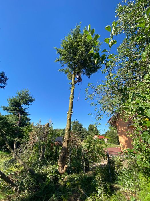 Wycinka drzew arborysta frezowanie korzeni usługi rębakiem