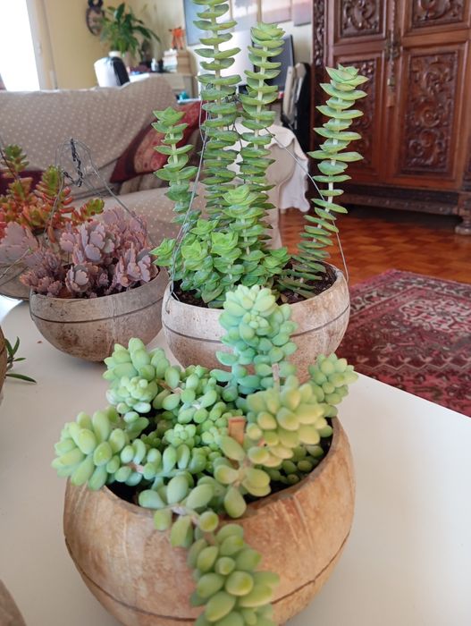 Suculentas desde 3 euros