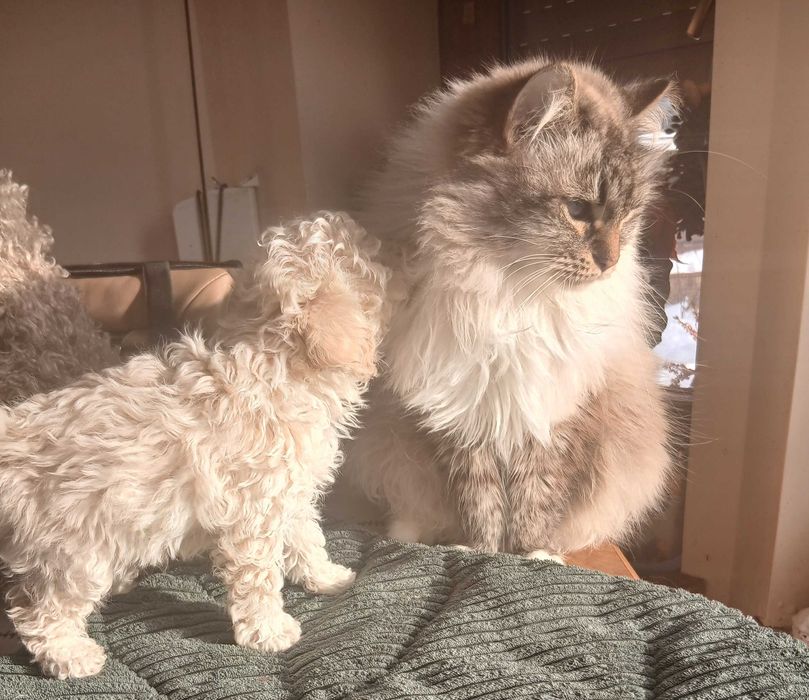 Pudel biały  miniatura/toy