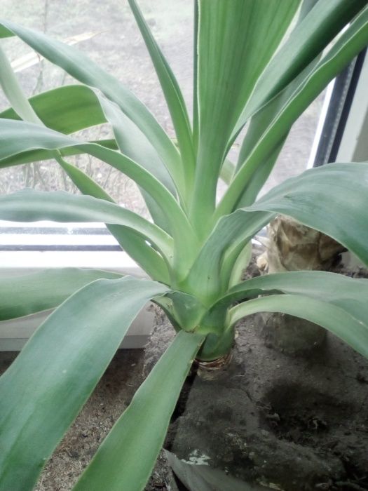 Сансевиерия,китайская роза,лимон,алоэ,кактусы и т.д.