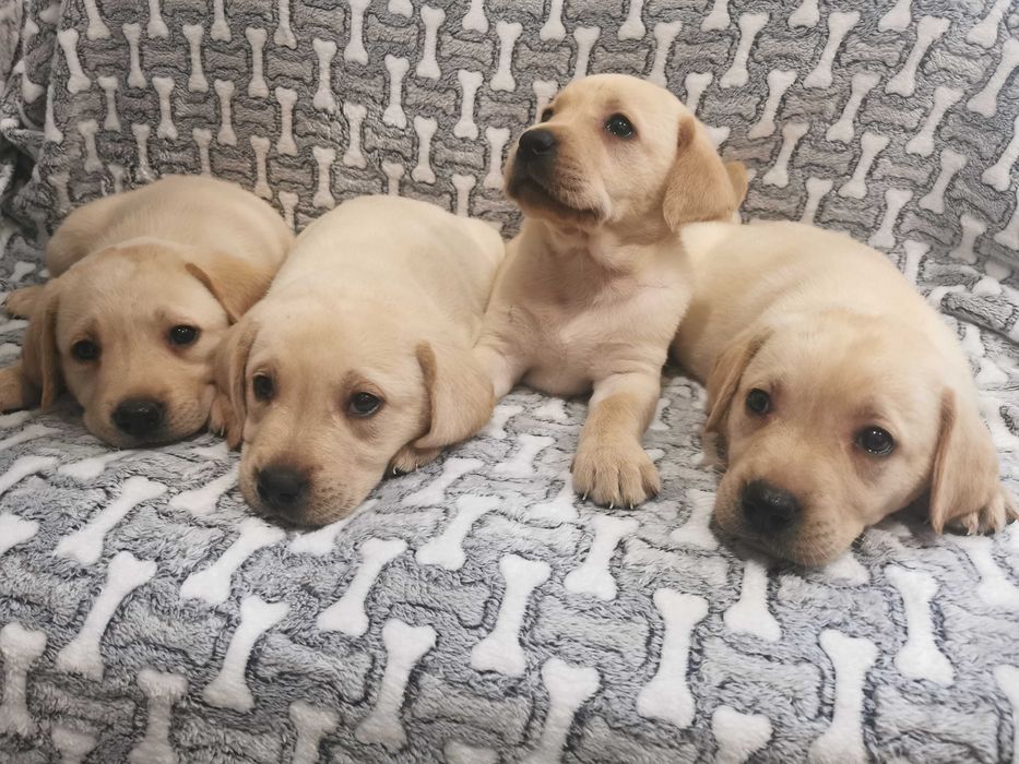 Labrador piesek biszkoptowy