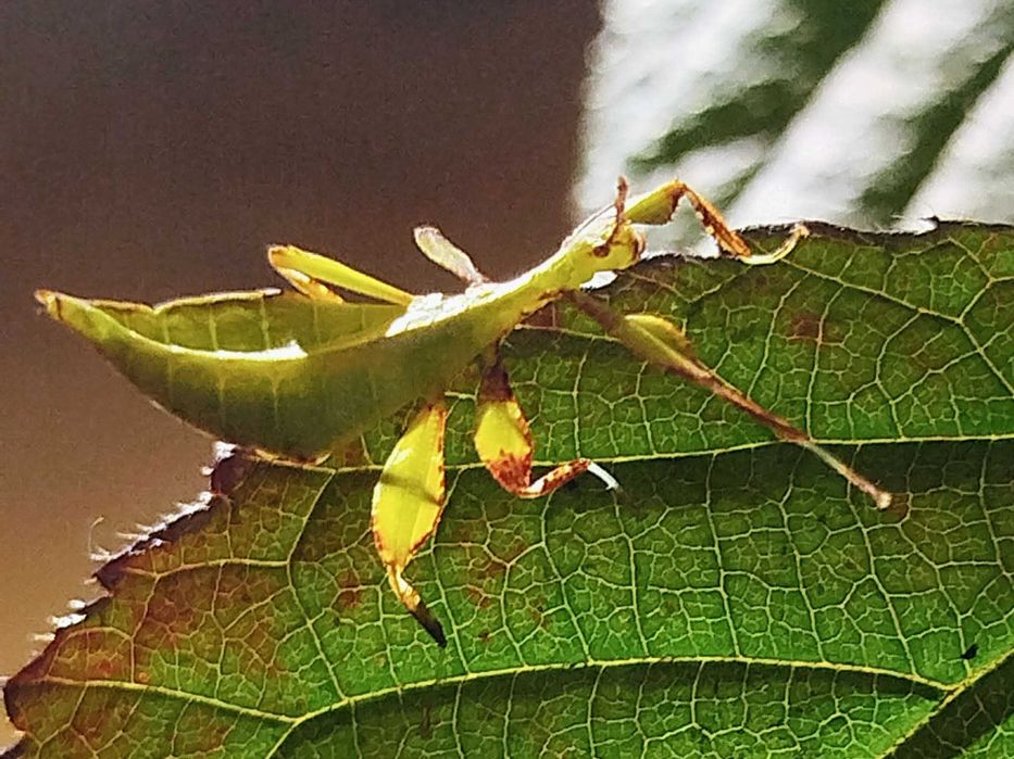 Sprzedam liśćce jesienne