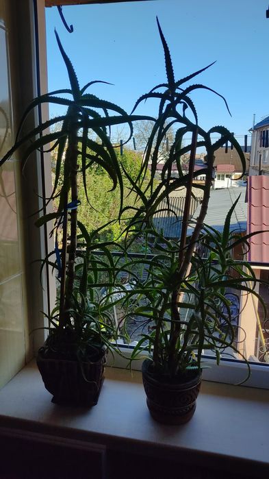 Столітник від 1 до 5 років.