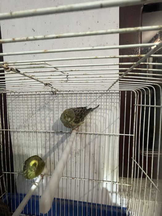 Canarios frisado do norte e Lizard