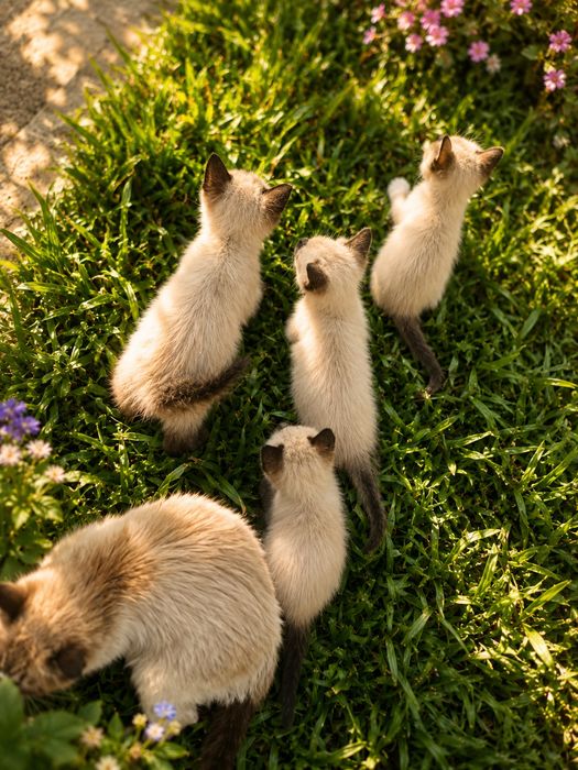 Gatinhos  bebes grátis