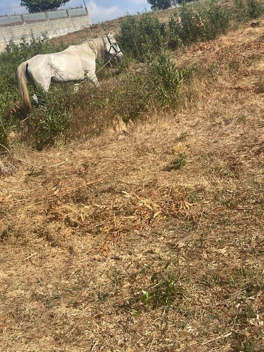 Egua para  venda