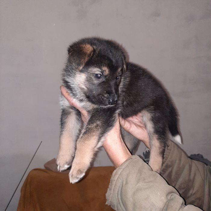 Віддам в добрі руки цуценята,  метис лайки і німецької вівчарки.