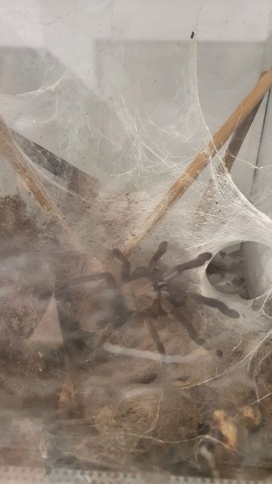 Samica Chilobrachys natanicharum (Chilobrachys sp. Electric Blue)