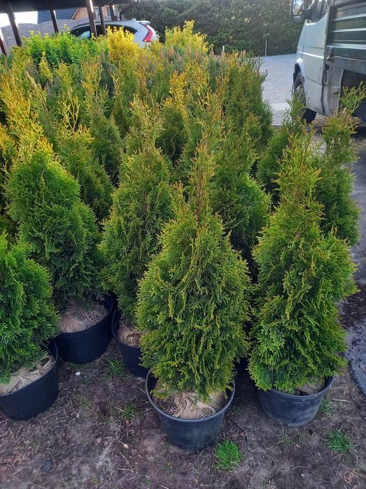 Katalpa Nana 120-220cm .Klony. Sosny. Jałowiec. Tuja szmaragd.
