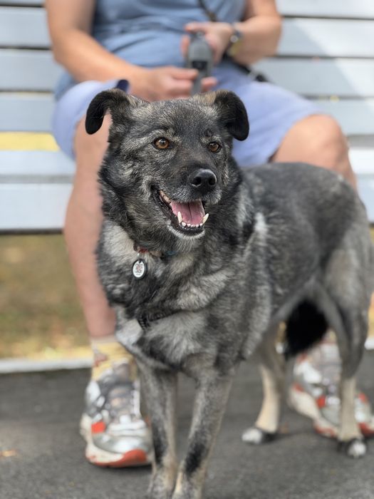 Собака 12 кг спокійний характер безкоштовно