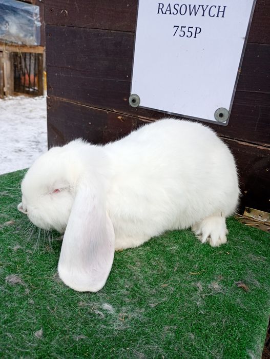 Samce baran francuski biały