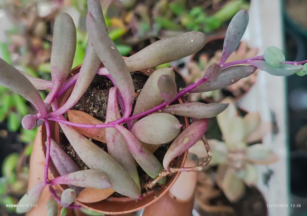 Suculentas de fácil cultivo a 1.50€