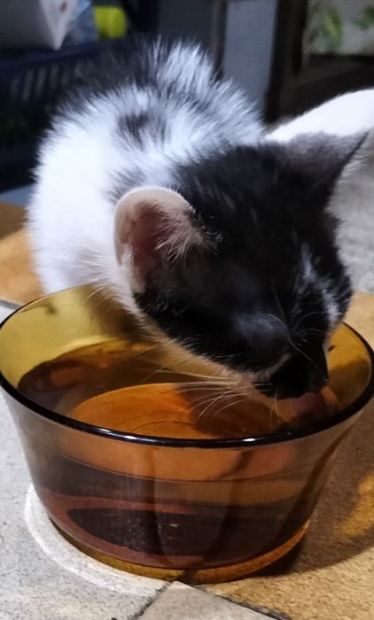 Gatinhos para adoção