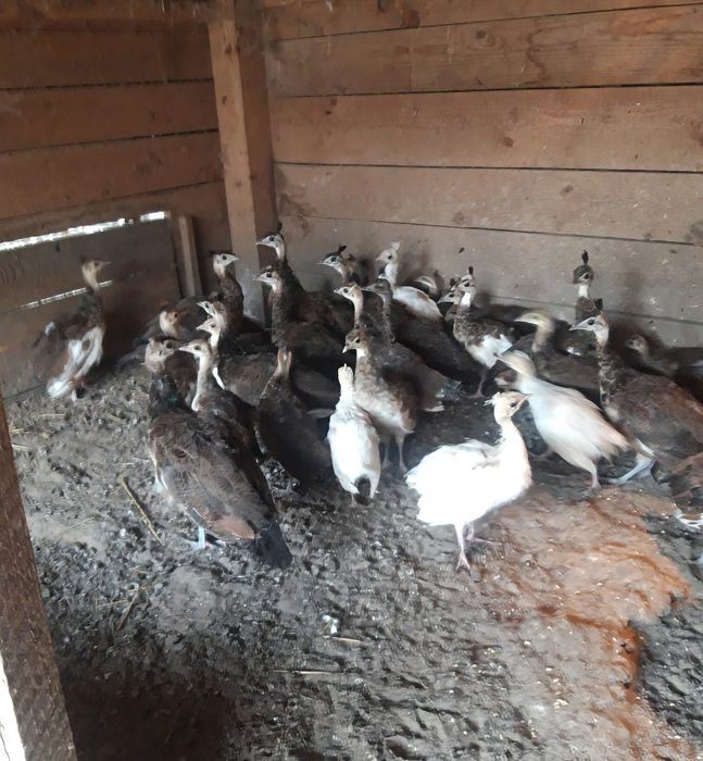 Paw  PAWIE  indyjskie  niebieskie , szeki  , białe i  inne