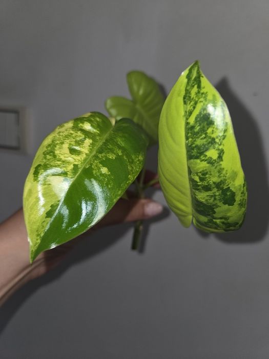 Filodendron burle max variegata