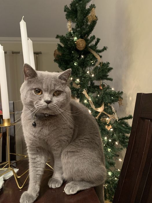 Gato Brittish para ADOTAR
