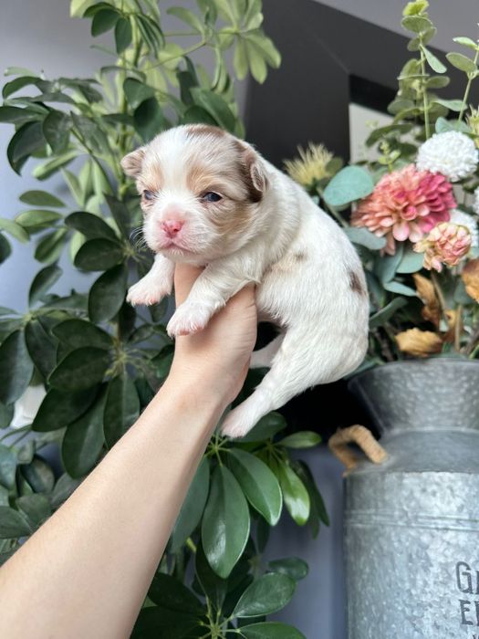 Chihuahua branco e merle menino pêlo longo.  Olhos verdes.