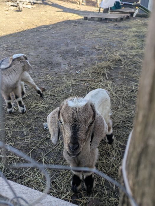 Продам козеня 70%Англон-нубійскої крові