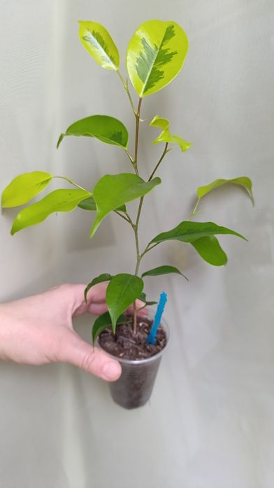 Фікус Бенжаміна сорту Реджинальд та інших 7 сортів