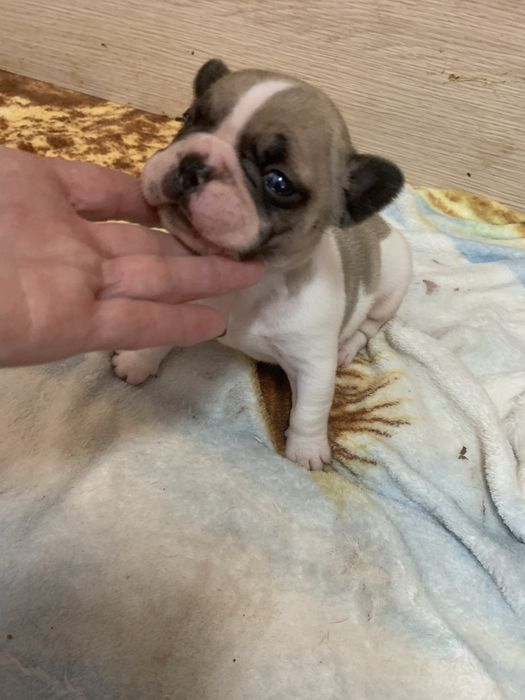 Bulldog frances fawn pied