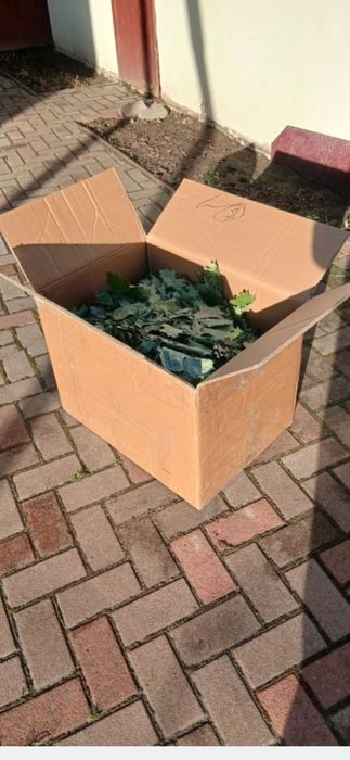 Віники для бані.