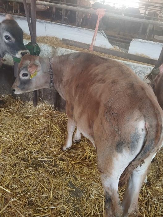 Продам 2 бичка на відгодівлю