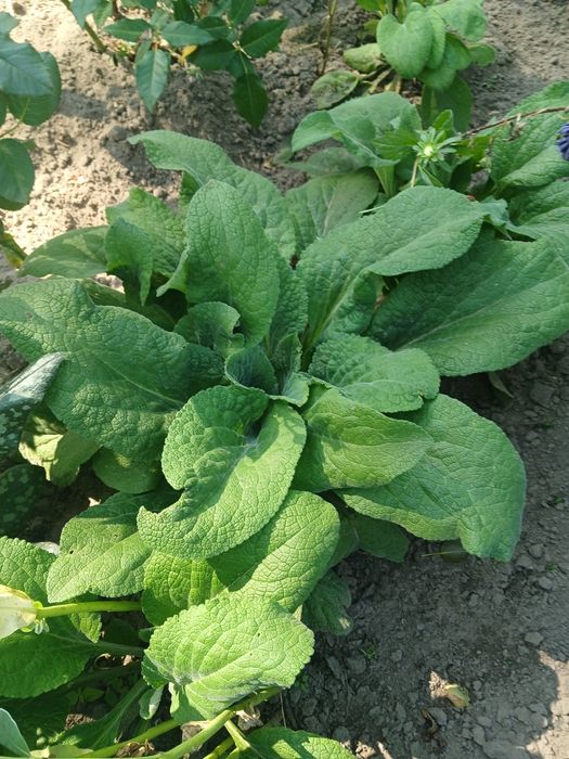 Медуничка. Гарний первоцвіт.