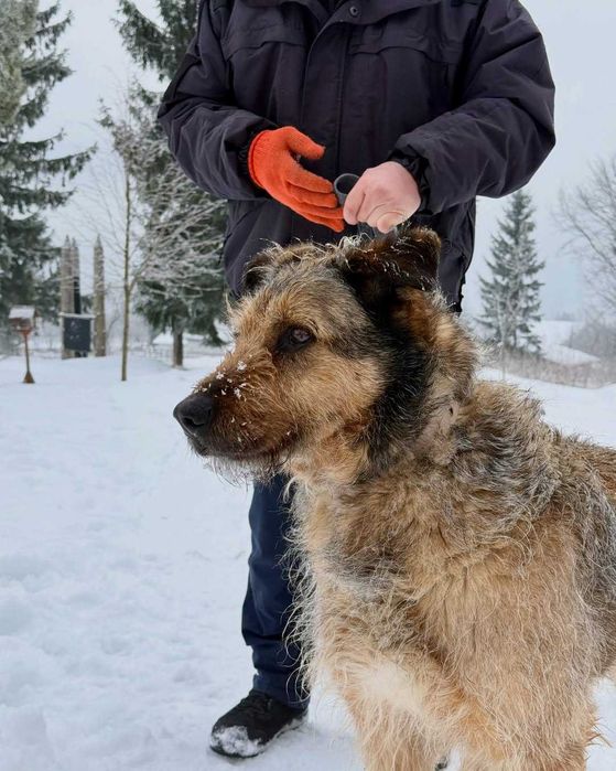 Джек, метис дратхаара, шукає дім