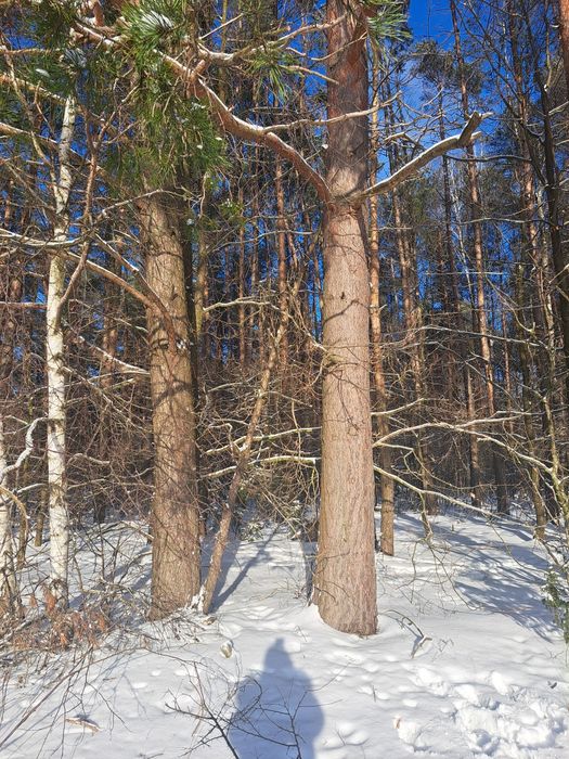 Sprzedam Las - Potoczyzna gm. Mońki