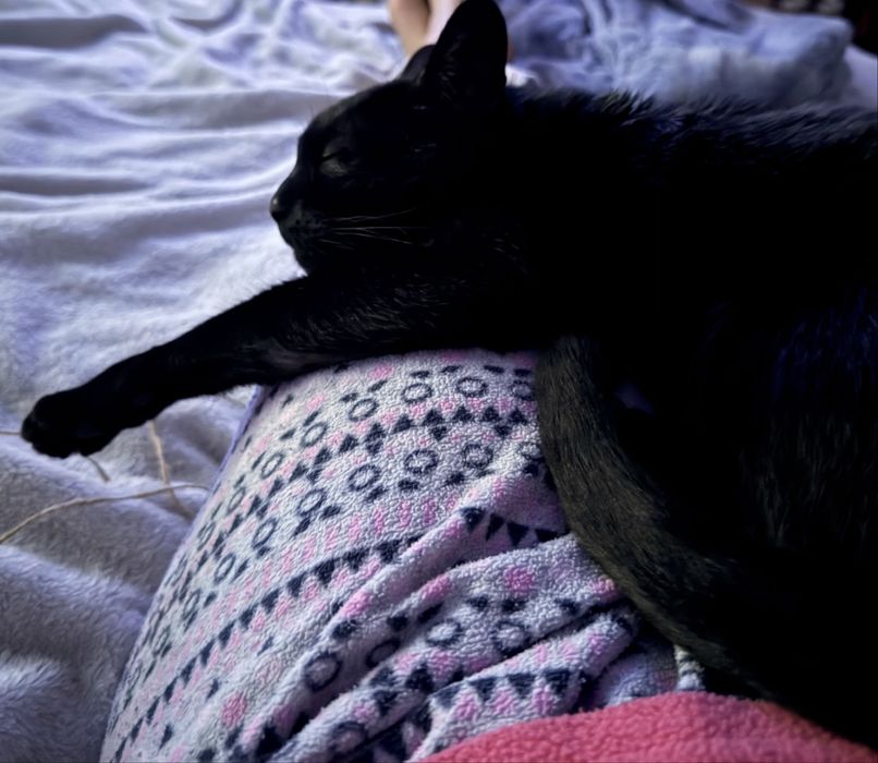 Gata para adoção