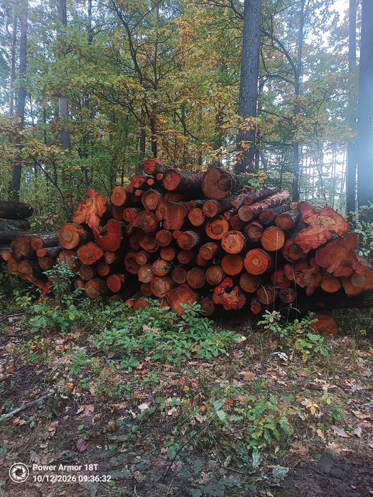Drewno olchowe, olcha, liściaste.