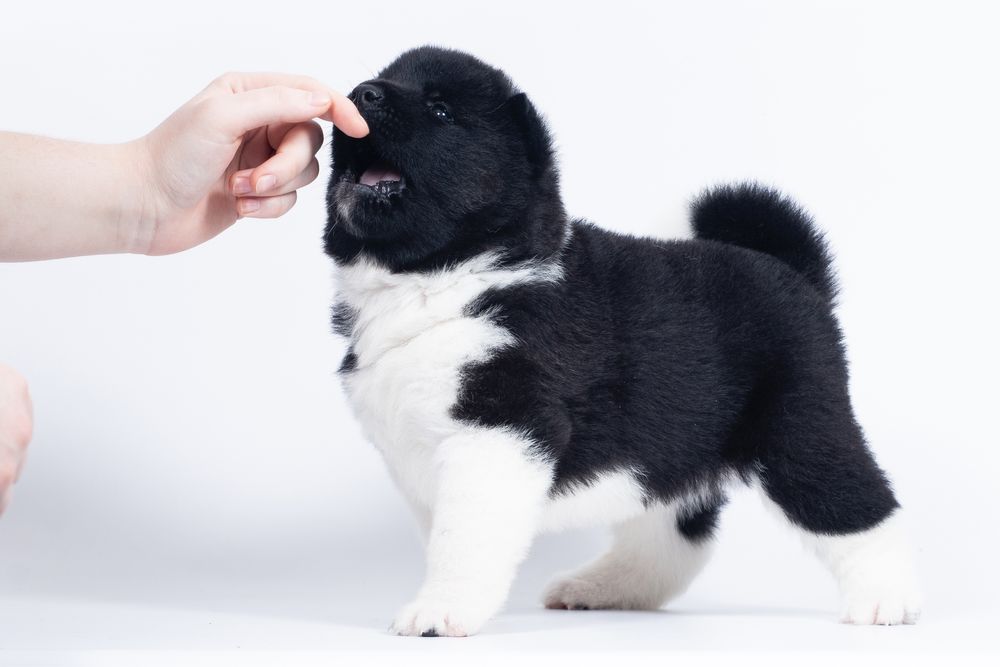 Американська акіта/ американская акита/ american akita