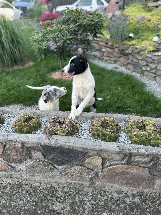 Piesek czarno bialy border collie