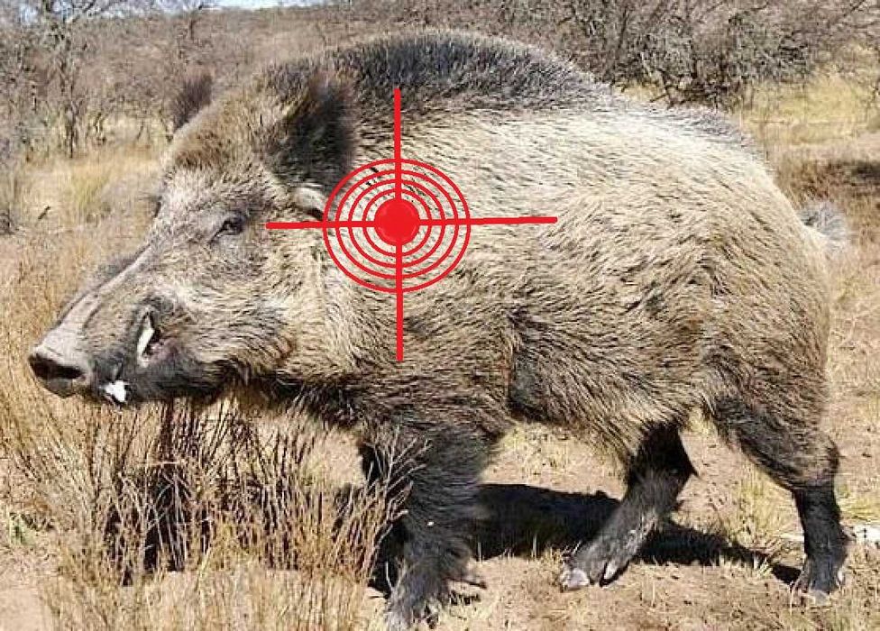 Досуг, условная охота на диких зверей.