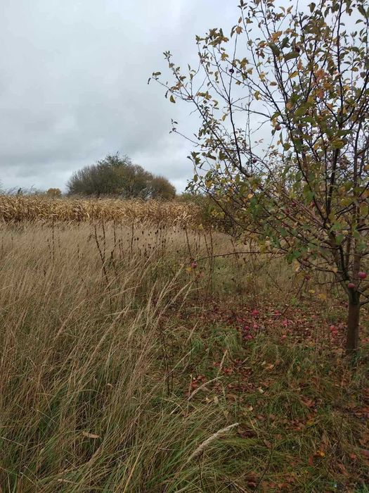 Продаж земельної ділянки під житлову забудову в с. Руська Поляна