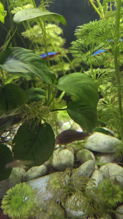 Anubias szczepki