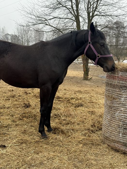 Piękna grzeczna młoda klacz do ambitnej rekreacji