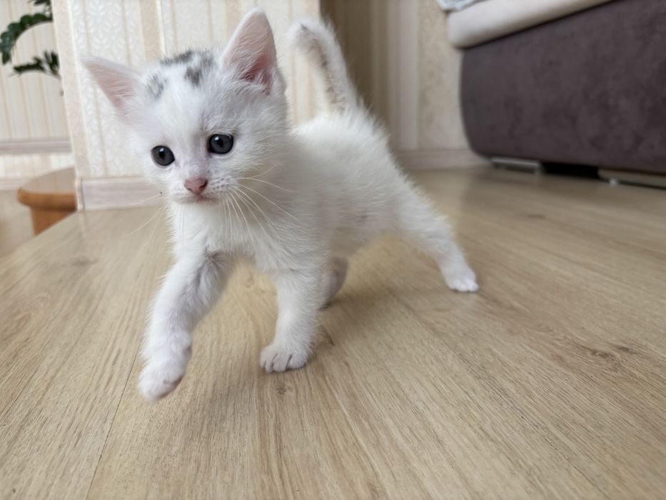 Дуже потребують сімʼю!