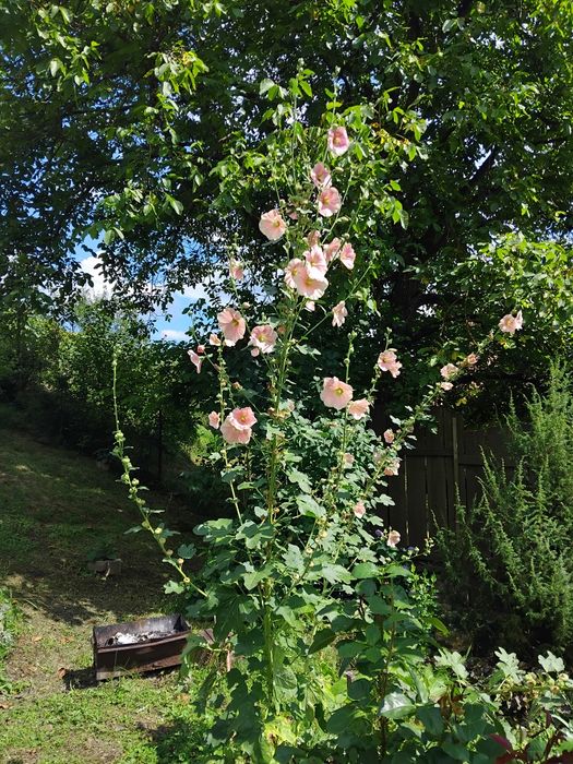 Ціну знижено! Продаю чудовий будинок садибу у Карпатах Сусково