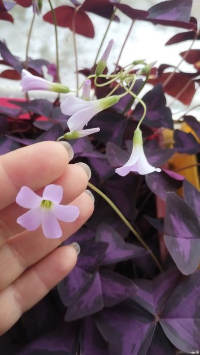Оксалис (кислица) съедобный Oxalis vulcanicola "Plum crazy"," Zinfan