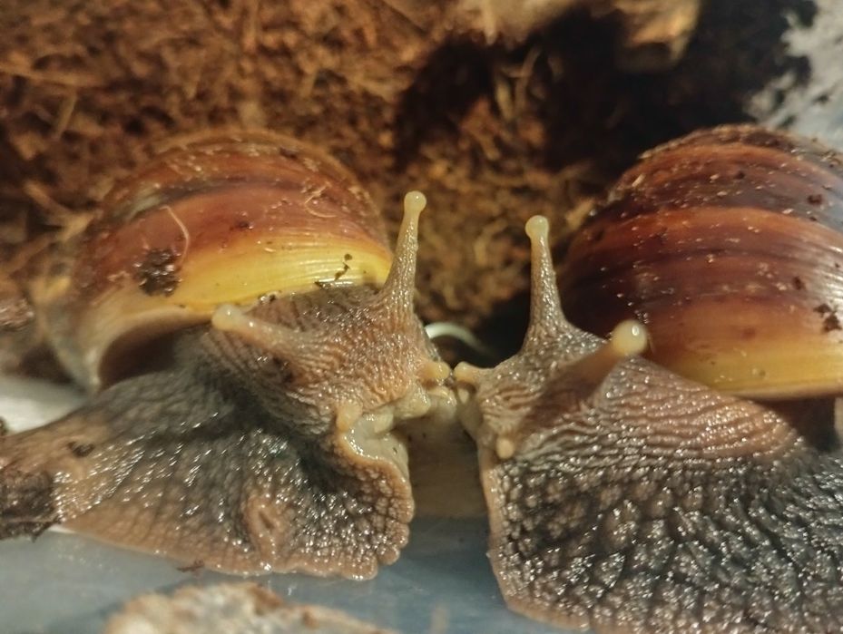 Lissachatina Fulica standard