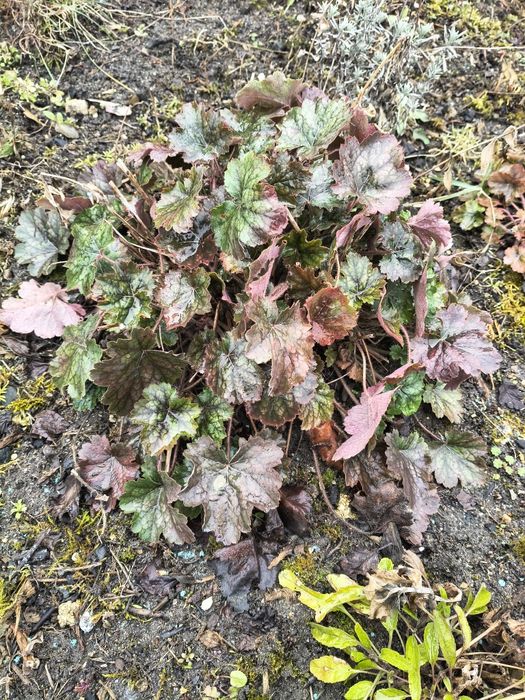 Żurawka duża kępa